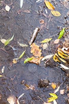 ice covered puddle with fallen leaves in first frosty autumn day