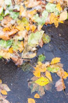 many fallen leaves ice-bound in frozen puddle in cold autumn day