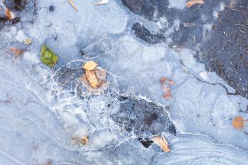 broken ice crust on frozen puddle with fallen autumn leaves