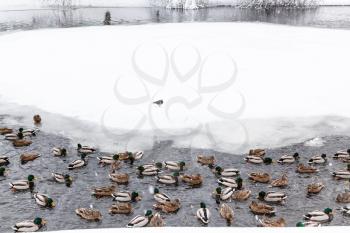 ducks and drakes swimming in lake in urban Timiryazevskiy park in Moscow city in winter snowfall