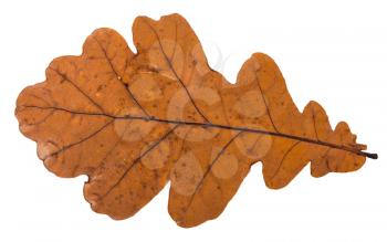 fallen dried leaf of oak tree isolated on white background