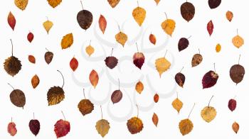 ornament from various fallen autumn leaves on white background