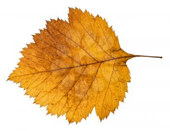 back side of yellow autumn leaf of hawthorn tree isolated on white background