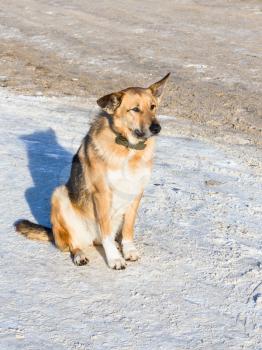 dog sits on snowy pavement in Suzdal town in sunny winter day