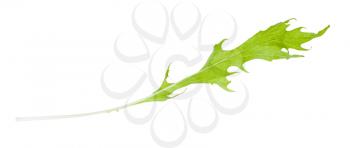 green leaf of mizuna (Japanese mustard greens) herb isolated on white background