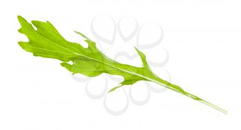 fresh leaf of mizuna (Japanese mustard greens) plant isolated on white background