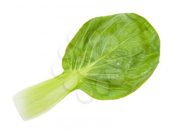 back side of leaf of bok choy ( pak choi) Chinese cabbage isolated on white background