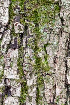 natural texture - grooved bark on mature trunk of apple tree close up