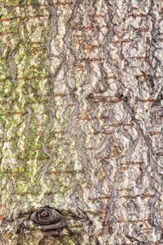natural texture - rough bark on trunk of horse chestnut tree close up