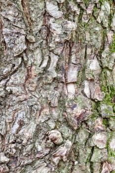 natural texture - rough bark on mature trunk of elm tree (ulmus laevis) close up