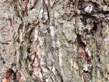 natural texture - gnarled bark on mature trunk of larch tree ( larix sibirica) close up