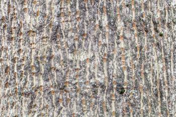 natural texture - furrowed bark on trunk of maple tree (acer platanoides) close up