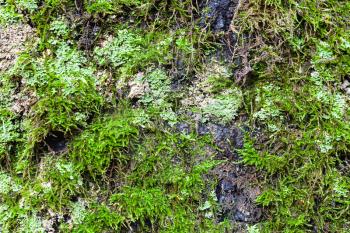 natural texture - green lichen and moss on old trunk of birch tree close up