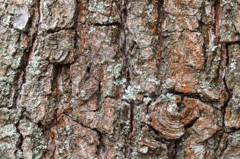 natural texture - rough bark on old trunk of pear tree close up