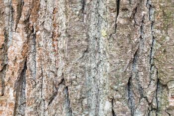 natural texture - furrowed bark on mature trunk of poplar tree (populus nigra) close up