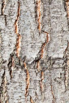 natural texture - rough bark on trunk of red oak tree (quercus rubra) close up