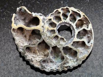 macro shooting of natural mineral rock specimen - polished Ammonite fossil on dark granite background