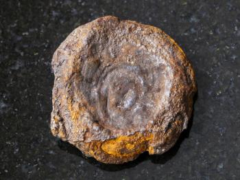 macro shooting of natural mineral rock specimen - raw lake iron ore coin type (limonite) on dark granite background