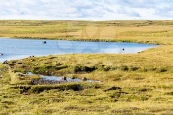 travel to Iceland - Leirvogsvatn swamp landscape of Iceland in september sunny day