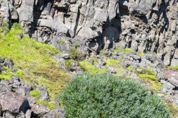 travel to Iceland - slope of Almannagja Fault in Thingvellir national park in autumn