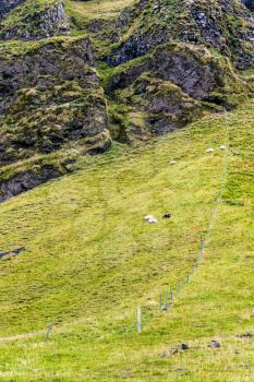travel to Iceland - mountain slope with icelandic sheep in Iceland, near Vik I Myrdal village on Atlantic South Coast in Katla Geopark in september