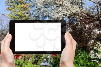 travel concept - tourist photographs blossoming trees in urban public park Giardini Salvi (Garden of Valmarana Salvi) in Vicenza city in spring on tablet with cut out screen for advertising logo