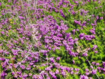 travel to France - heather flowers in Ploumanac'h site of Perros-Guirec commune on Pink Granite Coast of Cotes-d'Armor department in the north of Brittany in sunny summer day