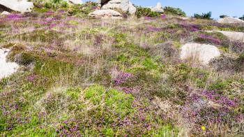 travel to France - heathland with boulders in Ploumanac'h site of Perros-Guirec commune on Pink Granite Coast of Cotes-d'Armor department in the north of Brittany in sunny summer day