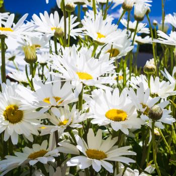 travel to France - many daisy flowers in Cotes-d'Armor department of Brittany in sunny summer day