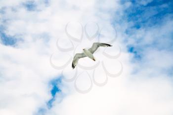 travel to France - seagull soaring in blue sky with white clouds over Atlantic ocean coast in Paimpol region of Cotes-d'Armor department of Brittany in summer