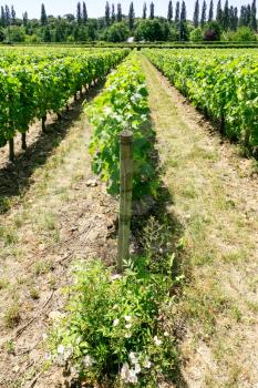 country landscape - vineyard in Loire Valley in France in summer day
