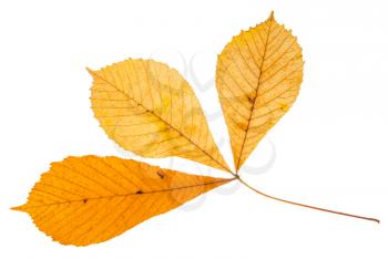 twig with three yellow leaves of buckeye tree isolated on white background