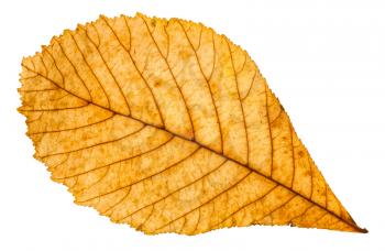 autumn yellow leaf of horse chestnut tree isolated on white background