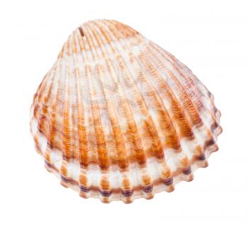 brown conch of cockle isolated on white background