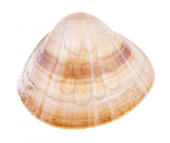 striped light brown shell of clam isolated on white background