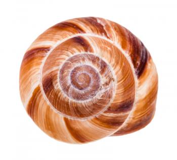 helix shell of roman snail isolated on white background