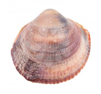 red brown conch of clam isolated on white background