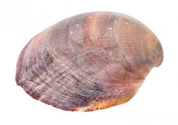 red brown shell of clam isolated on white background