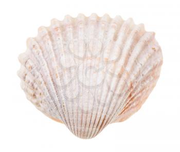 pink conch of cockle isolated on white background