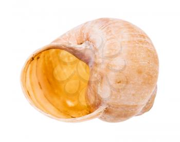 empty shell of land snail isolated on white background