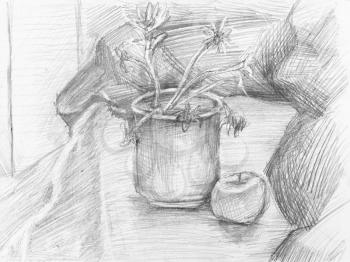 still-life with apple and dried flowers in bucket on table hand-drawn by black pencil on white paper