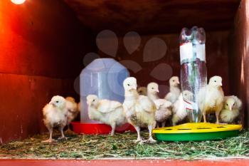 flock of chicks in chicken coop near feeder and drinking bowl
