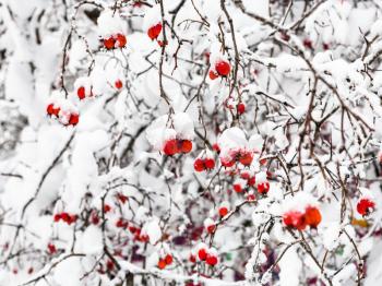 snow-covered hawthorn berries in forest of Timiryazevskiy park of Moscow city in overcast winter day