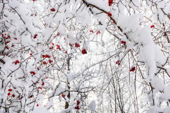 snow-covered tree branches with frozen red hawthorn berries in Timiryazevskiy forest park of Moscow city in sunny winter morning