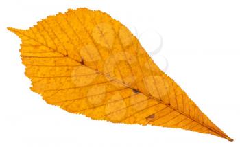back side of dried autumn leaf of horse chestnut tree isolated on white background