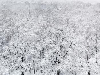 above view of snow covered oak trees in forest of Timiryazevskiy park in Moscow in winter