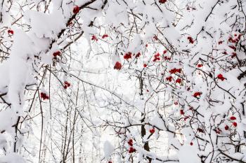 snowy tree branches with frozen ripe hawthorn berries in Timiryazevskiy forest park of Moscow city in sunny winter morning