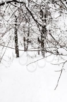 twig in snowy forest of Timiryazevskiy park of Moscow city in overcast winter day