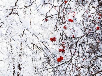 snow-covered frozen hawthorn berries on tree in Timiryazevskiy forest park of Moscow city in sunny winter morning