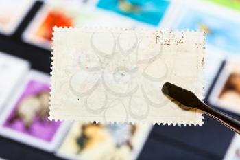 philately concept - tongs keeps postage stamp with bad glue back side over stockbook